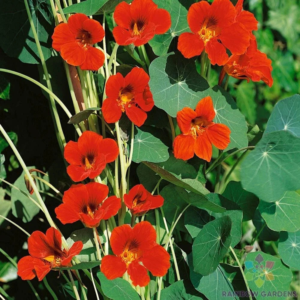 Spitfire Nasturtium Seeds - 50+ Pack, Tropaeolum majus, Edible Flowers, Vibrant Red & Orange, Fast-Germinating Garden Seeds