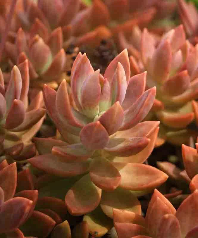 Graptosedum Copper Glow Succulent - 3 Inch Rooted Plant - Easy Care Houseplant