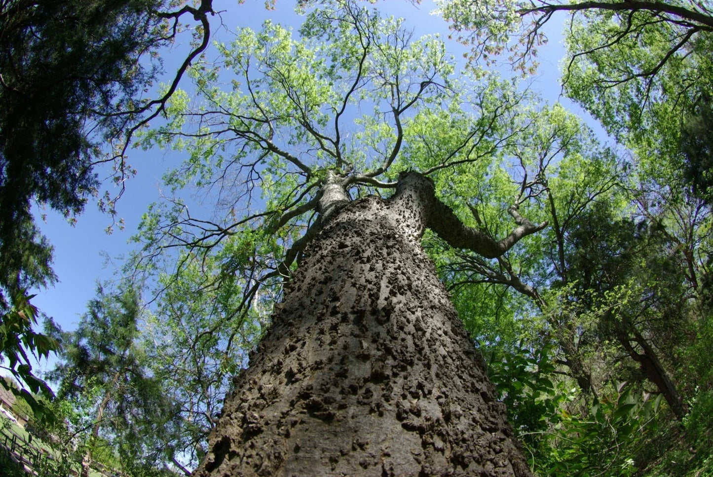 Sugar Hackberry Seeds, 20 Pack, Celtis laevigata, Drought-Tolerant Native Tree for Gardens and Landscaping