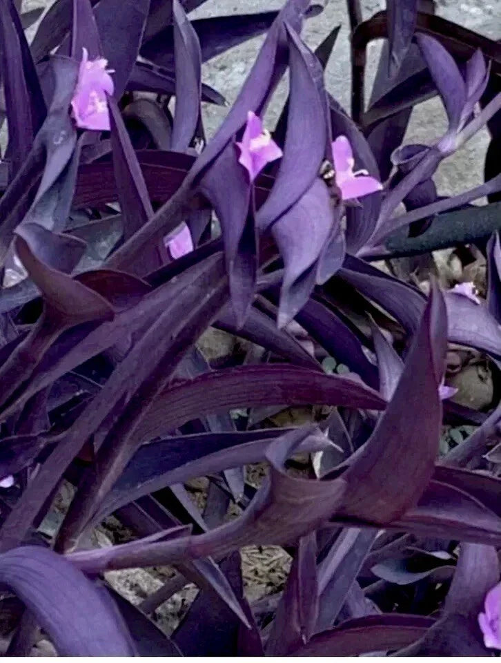 Purple Wandering Jew Live Plant 4" Pot - Tradescantia zebrina, Indoor Trailing Vine