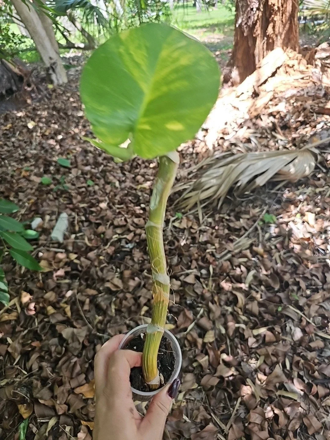 Giant Variegated Golden Pothos Plant - Climbing Epipremnum aureum for Indoor Decor