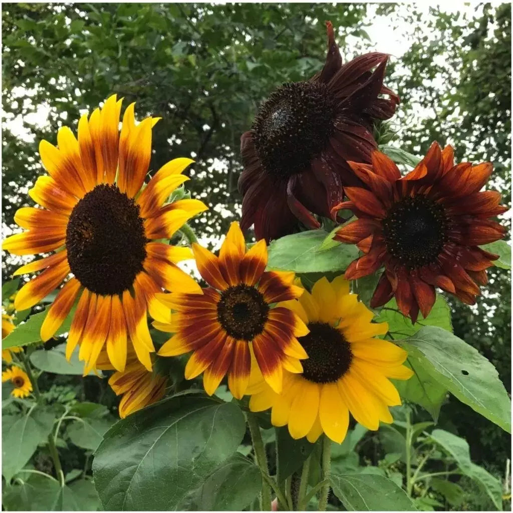 Autumn Beauty Sunflower Seeds - 50+ Non-GMO Organic Helianthus annuus Seeds