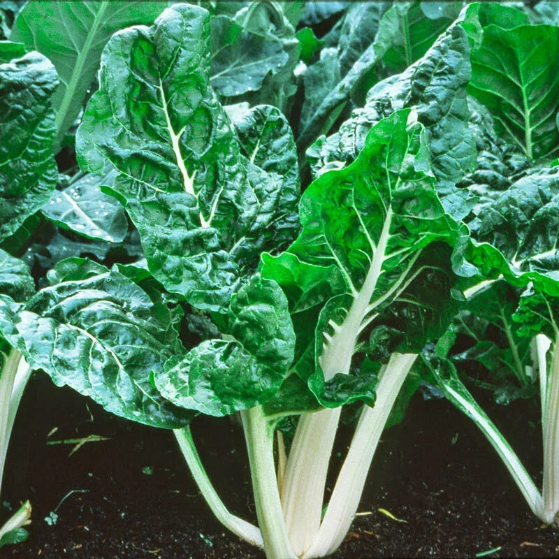 Swiss Chard Lucullus Seeds - 50+ Beta vulgaris subsp. cicla for Home Gardening