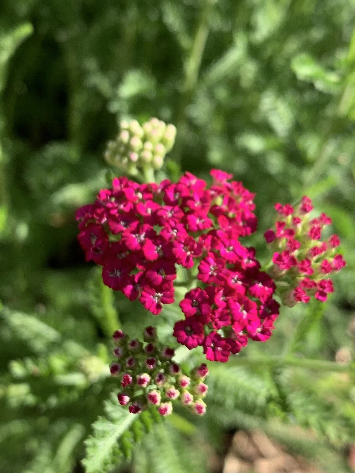 Pink Yarrow Perennial Bare Root Plant Achillea Millefolium Live Garden Flower