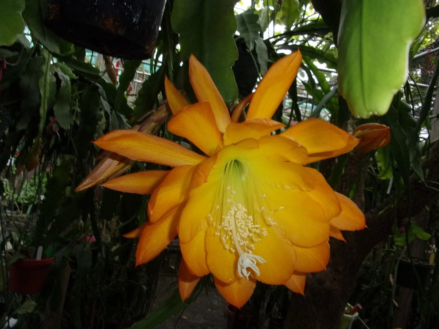 Epiphyllum Orchid Cactus Cutting "Spiced Takuan" – Fragrant Flowering Houseplant, Exotic Garden Addition, Epiphyllum spp.