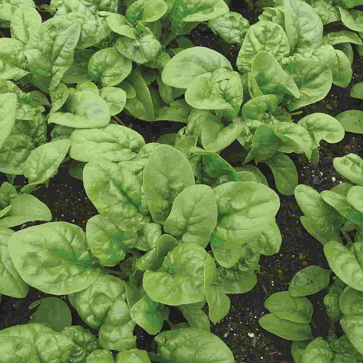 Bloomsdale Long Standing Spinach Seeds - Non-GMO Heirloom Spinacia oleracea