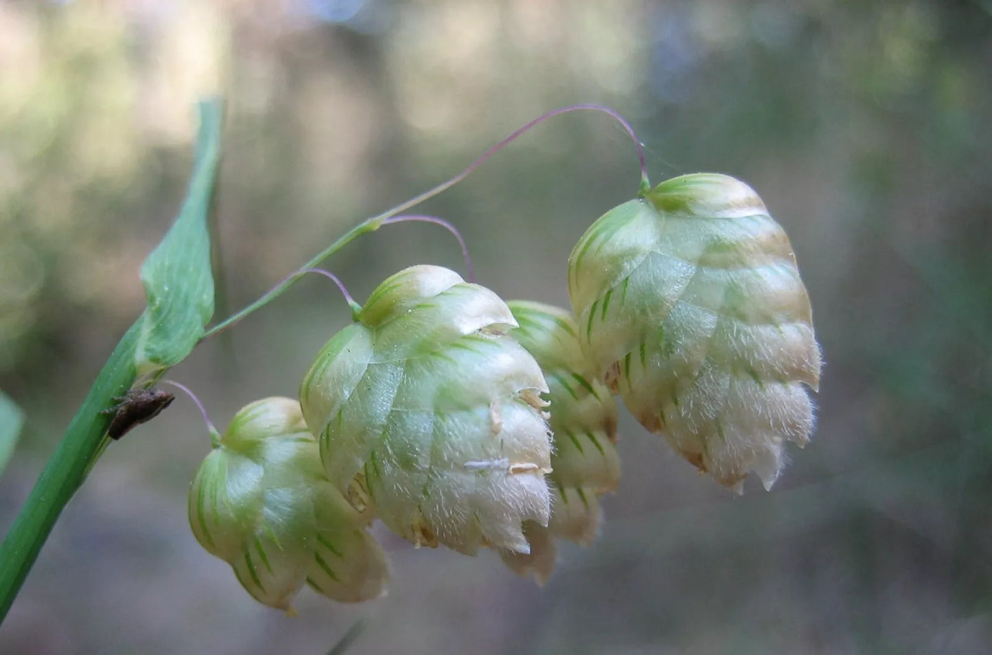 Quaking Grass Seeds | 200+ Ornamental Cutting Seeds | Brixa Maxima