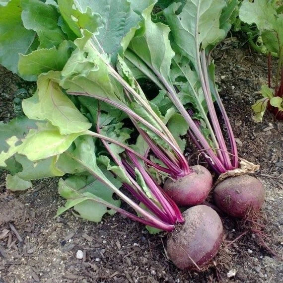 Organic Dark Red Detroit Beet Seeds - Non-GMO Vegetable Seeds for Home Garden, Beta vulgaris