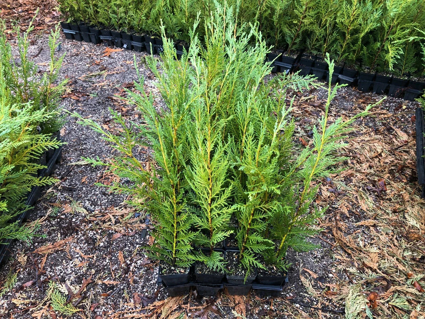 Leyland Cypress Trees - 12-18 Inch Seedlings in Pots - Fast-Growing Evergreen for Privacy Hedges & Landscaping - Cupressus leylandii