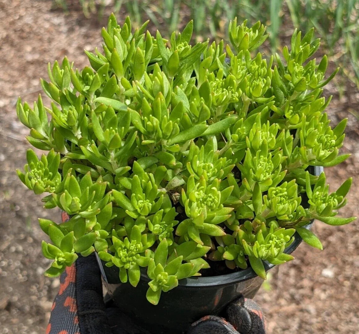 Angelina Sedum Plant - Bare Root Succulent - Sedum rupestre 'Angelina' - Drought Tolerant Ground Cover for Gardens & Containers
