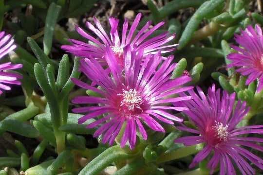 Magenta Delosperma Cooperi Ice Plant 1-Gallon Live Succulent Ground Cover, Drought-Tolerant, Full Sun, Hardy Perennial