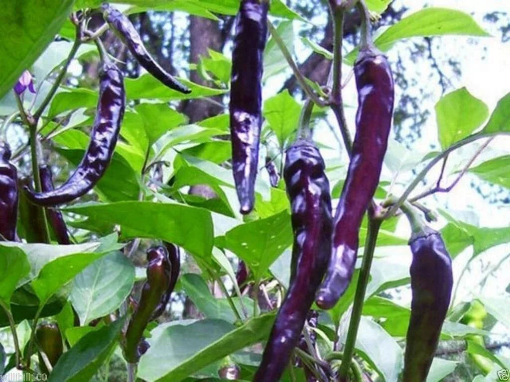 Cayenne Purple Hot Pepper Seeds – Non-GMO, Capsicum annuum, Full Sun, 24-36 Inches, Spicy Garden Seeds