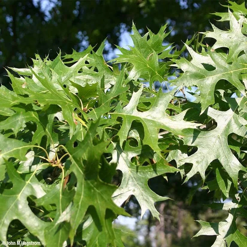 Pin Oak Tree Seedlings | 2-3 Feet Tall | Quercus palustris | Live Tree for Landscaping