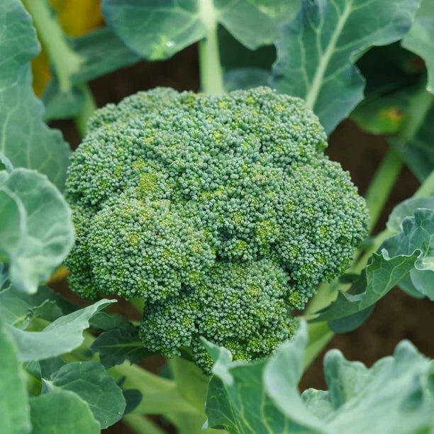 Green Sprouting Broccoli Seeds | Brassica oleracea var. italica | 100 Seeds Packet