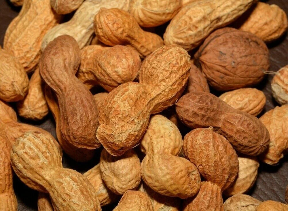 Georgia Peanut Seeds - 15+ Pack, Arachis hypogaea, Easy to Grow, Home Garden, Peanuts Planting Seeds