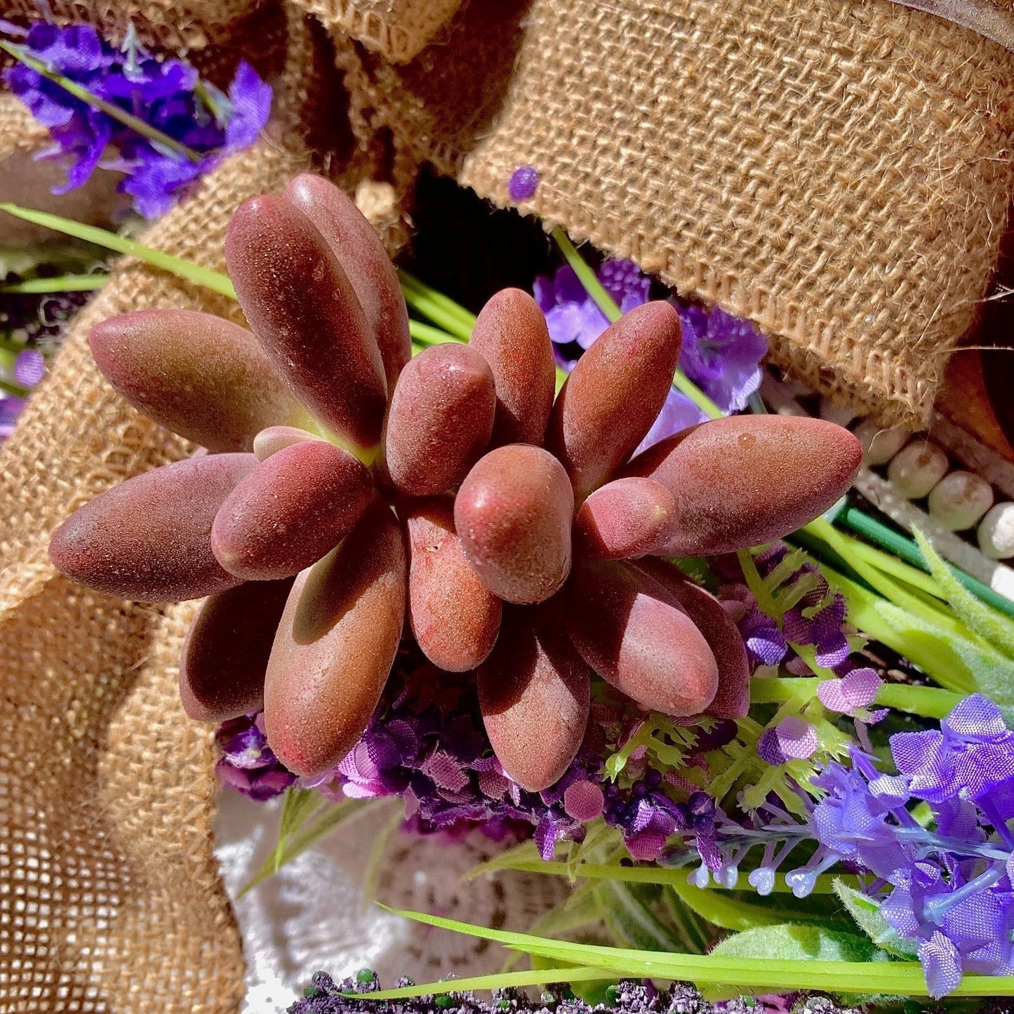 Rare Live Pachyphytum Captain Jessop Succulent - Bare Root, Drought-Tolerant Indoor & Outdoor Plant