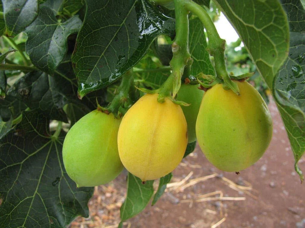 Physic Nut Seeds 15 Count - Rare Jatropha Curcas Barbados Diesel Plant for Biofuel and Landscaping