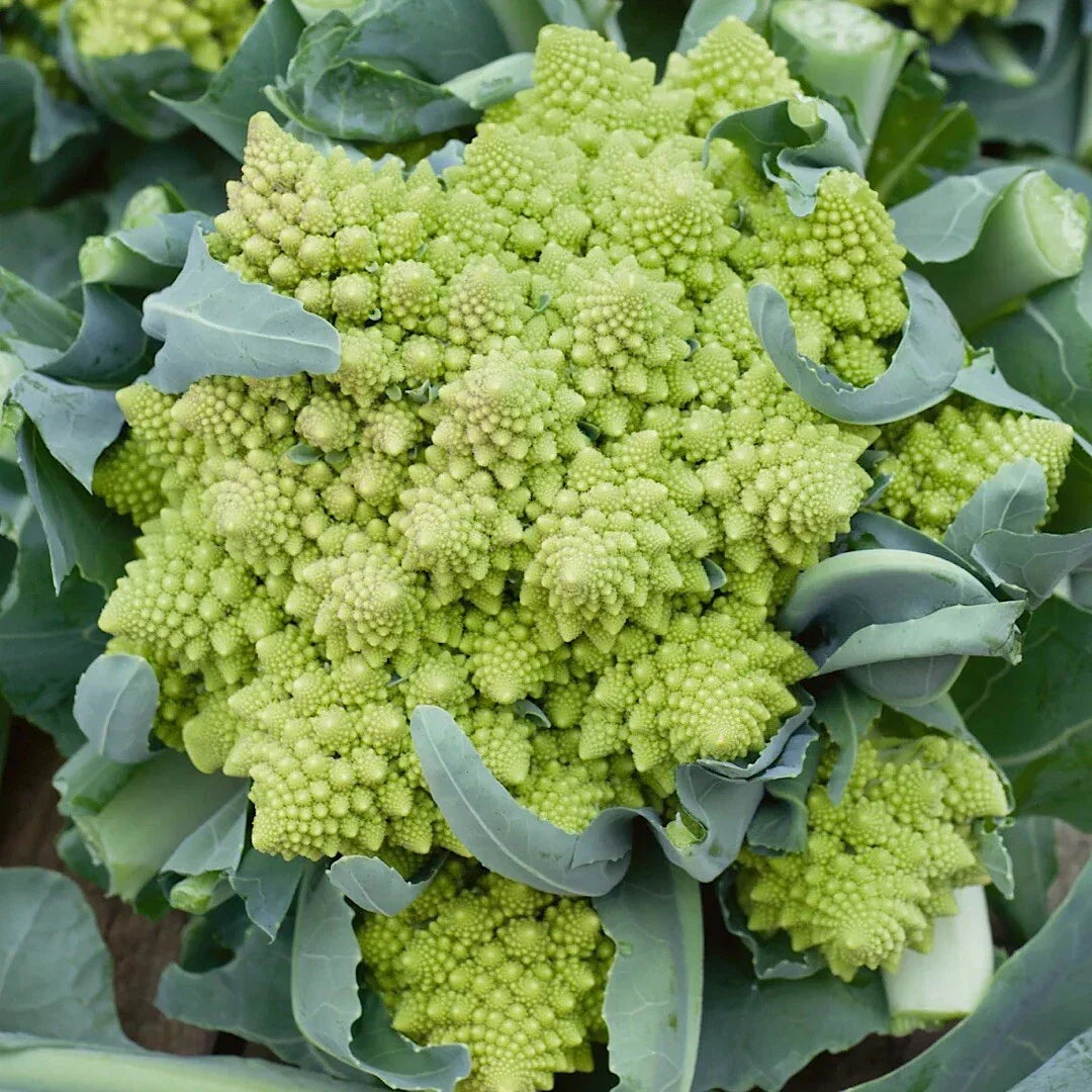 Romanesco Broccoli Seeds - 500 Non-GMO Heirloom Seeds for Organic Gardening