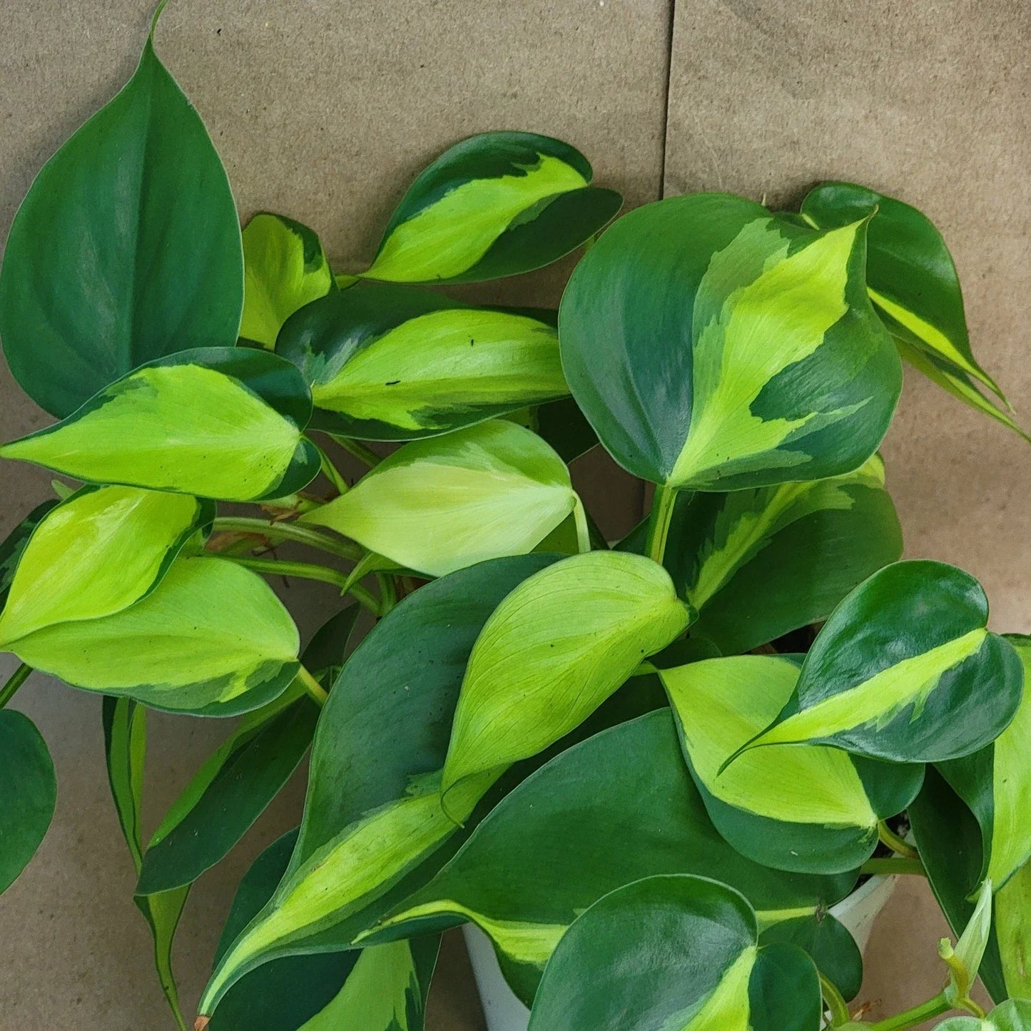 Philodendron Brasil Houseplant 3-Inch Pot Variegated Tropical Plant Philodendron hederaceum