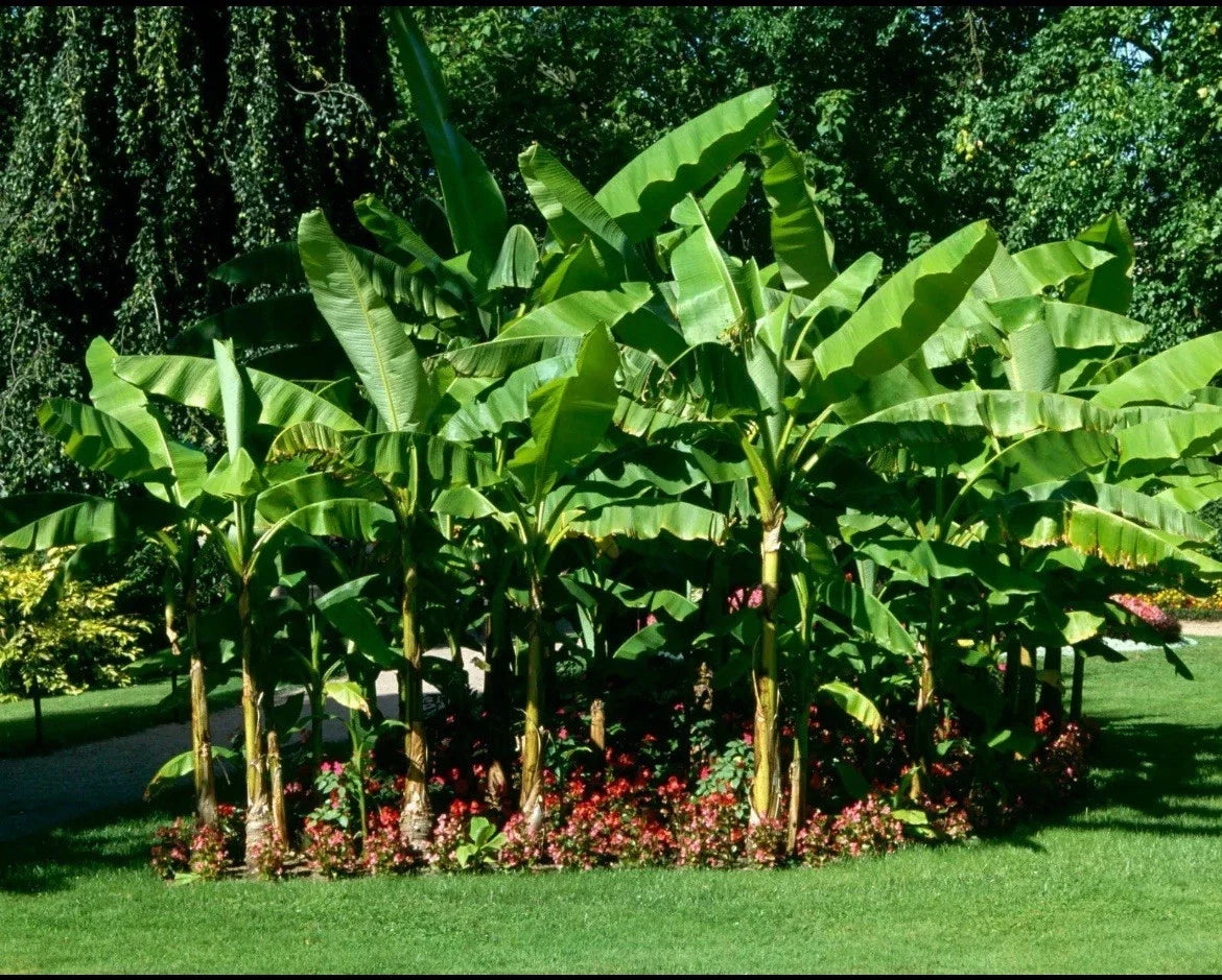 Cold Hardy Banana Tree Starter Plant - Small Rooted Musa for Indoor & Outdoor Gardens
