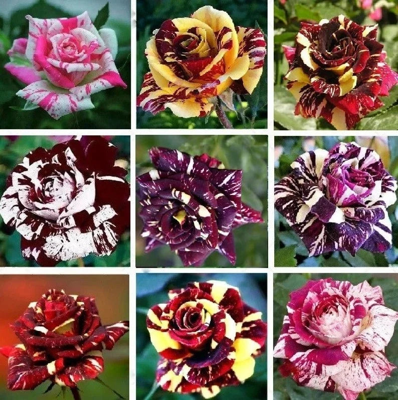 Multi-Color Rose Seeds 50pcs Pack, Double Petal Garden Flower Seeds Rosa spp.