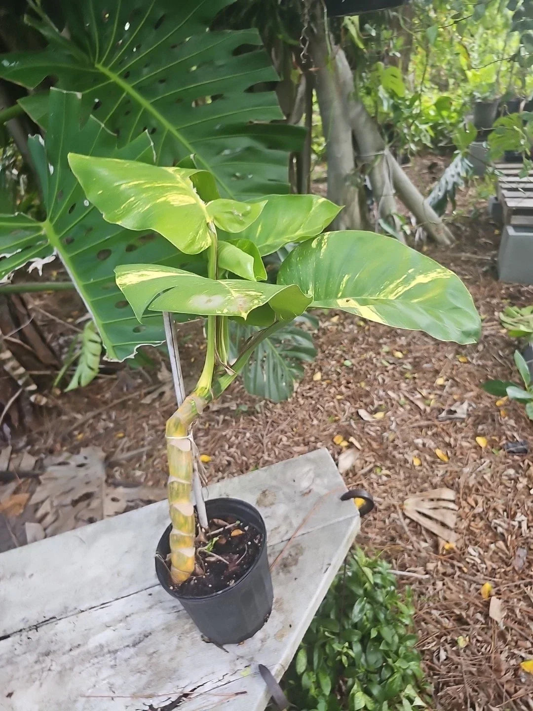 Large Variegated Golden Pothos Plant - Climbing Hawaiian Epipremnum aureum with Large Trunk