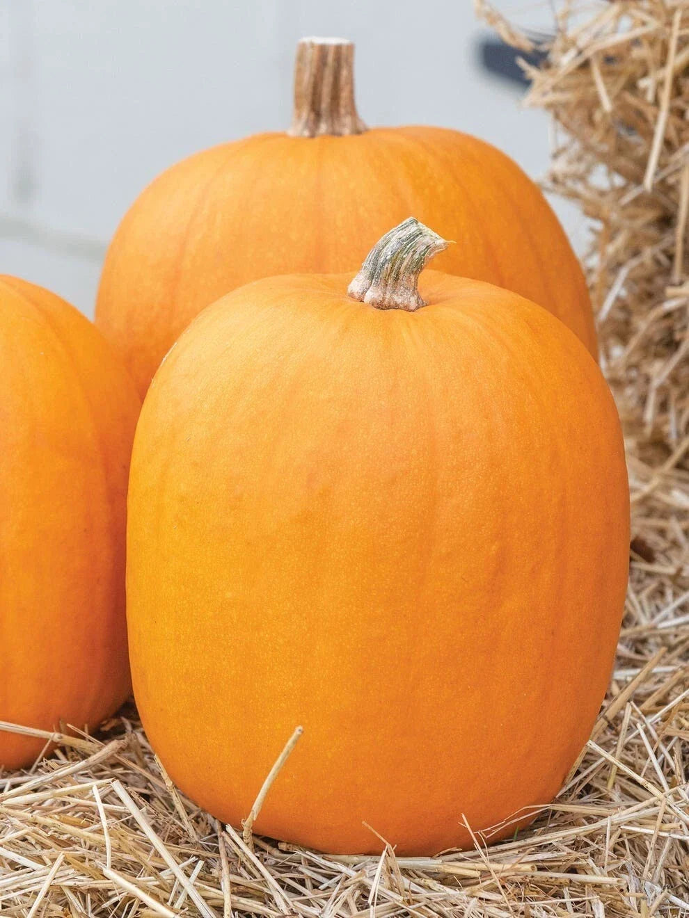 Jack O' Lantern Pumpkin Seeds - 20 Non-GMO Cucurbita pepo for Halloween Carving & Fall Decor