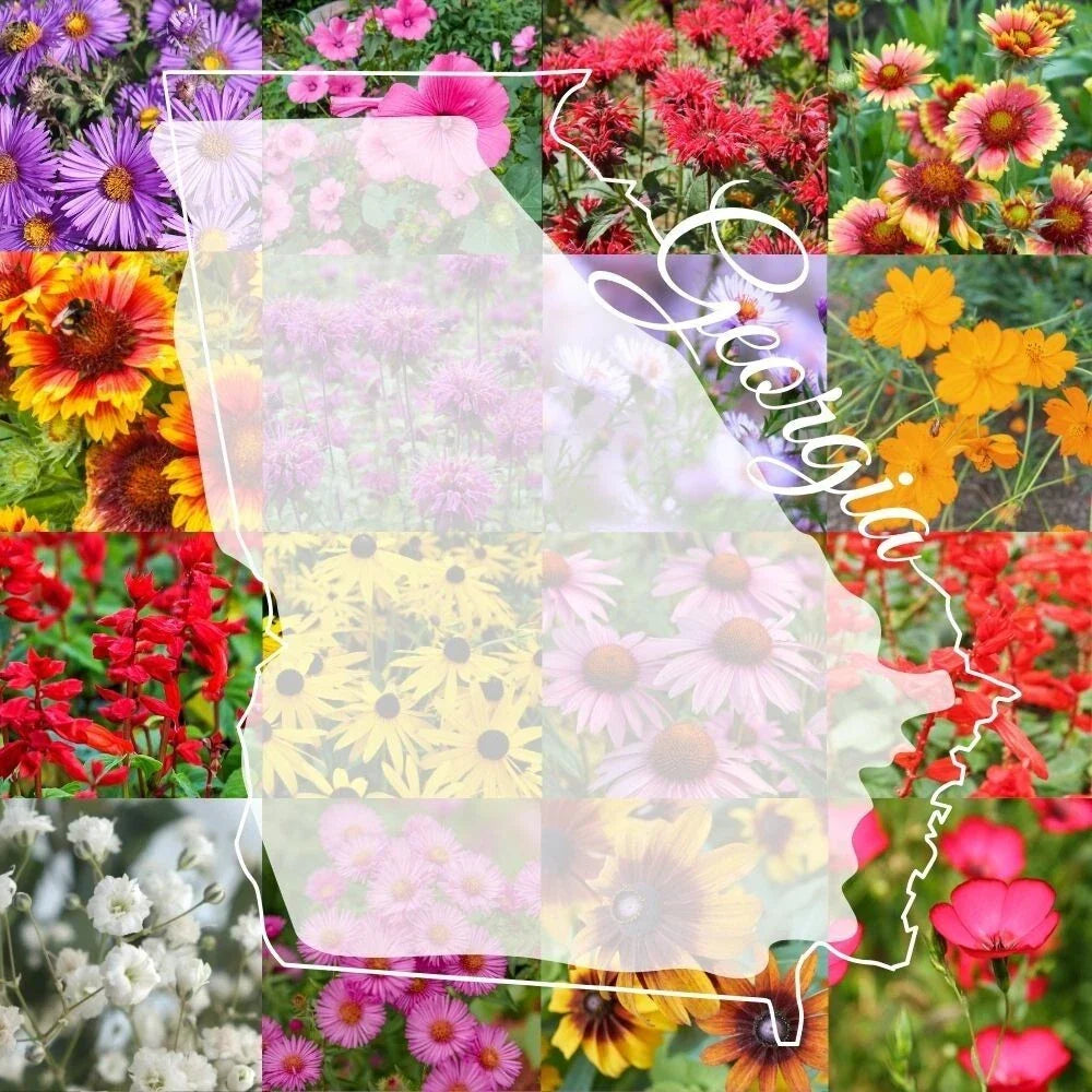 Georgia Wildflower Seed Mix 1/2LB - Native Colorful Blooms for 1,000 sq ft Garden