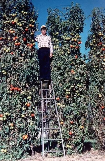 Trip L Crop Tomato Seeds - 30+ Rare Tomato Tree Seeds with 15-Foot Vines