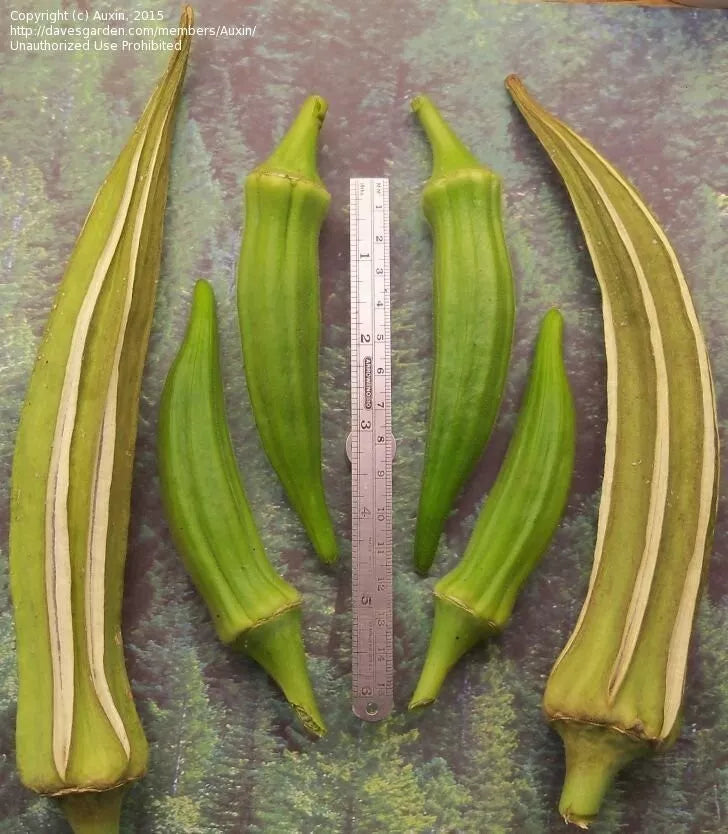 Louisiana Longhorn Cowhorn Okra Seeds - 25+ Heirloom Non-GMO Abelmoschus esculentus
