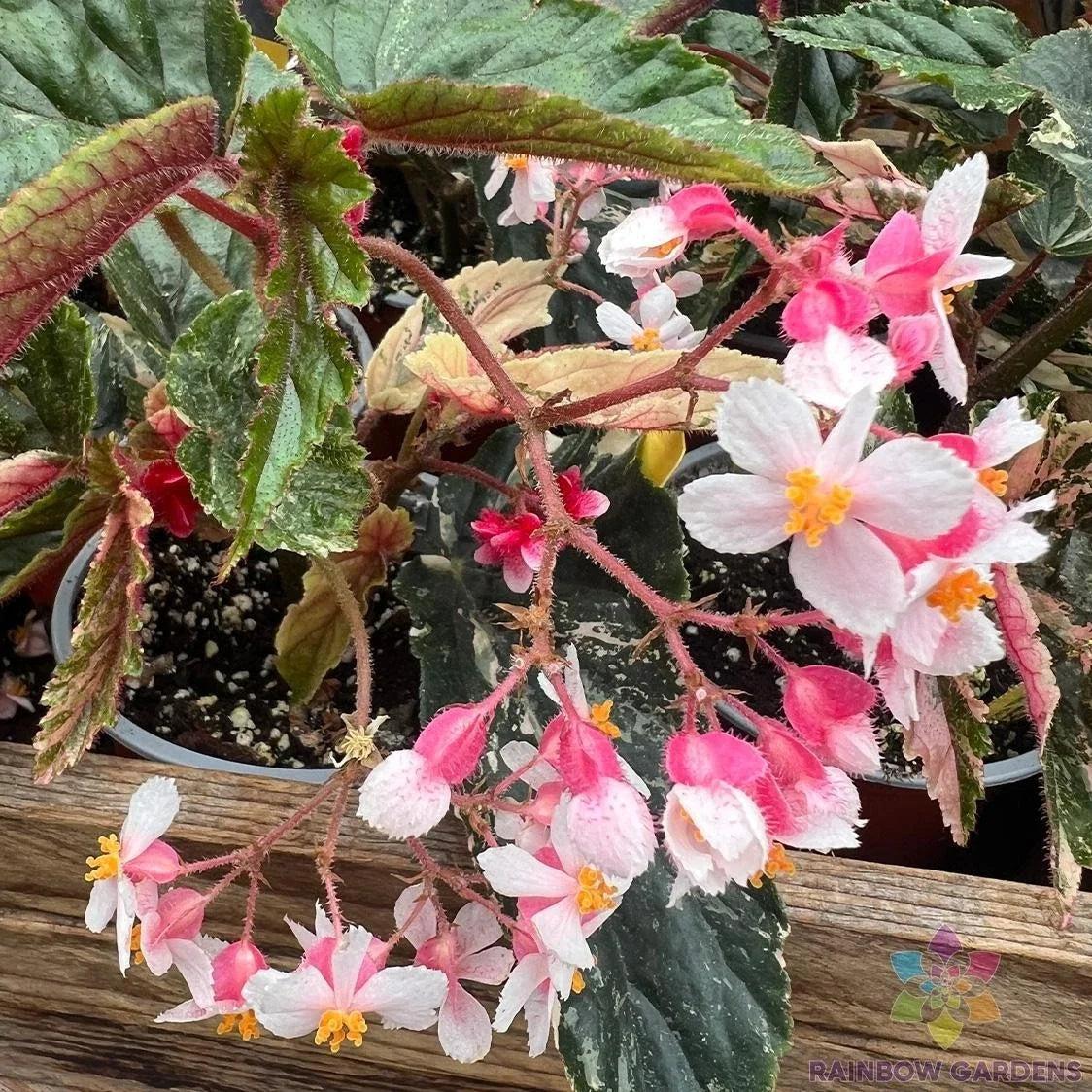 Ginny Begonia Seeds – 25+ Pack, Begonia x benariensis, Vibrant Flowers for Garden & Indoor Planting