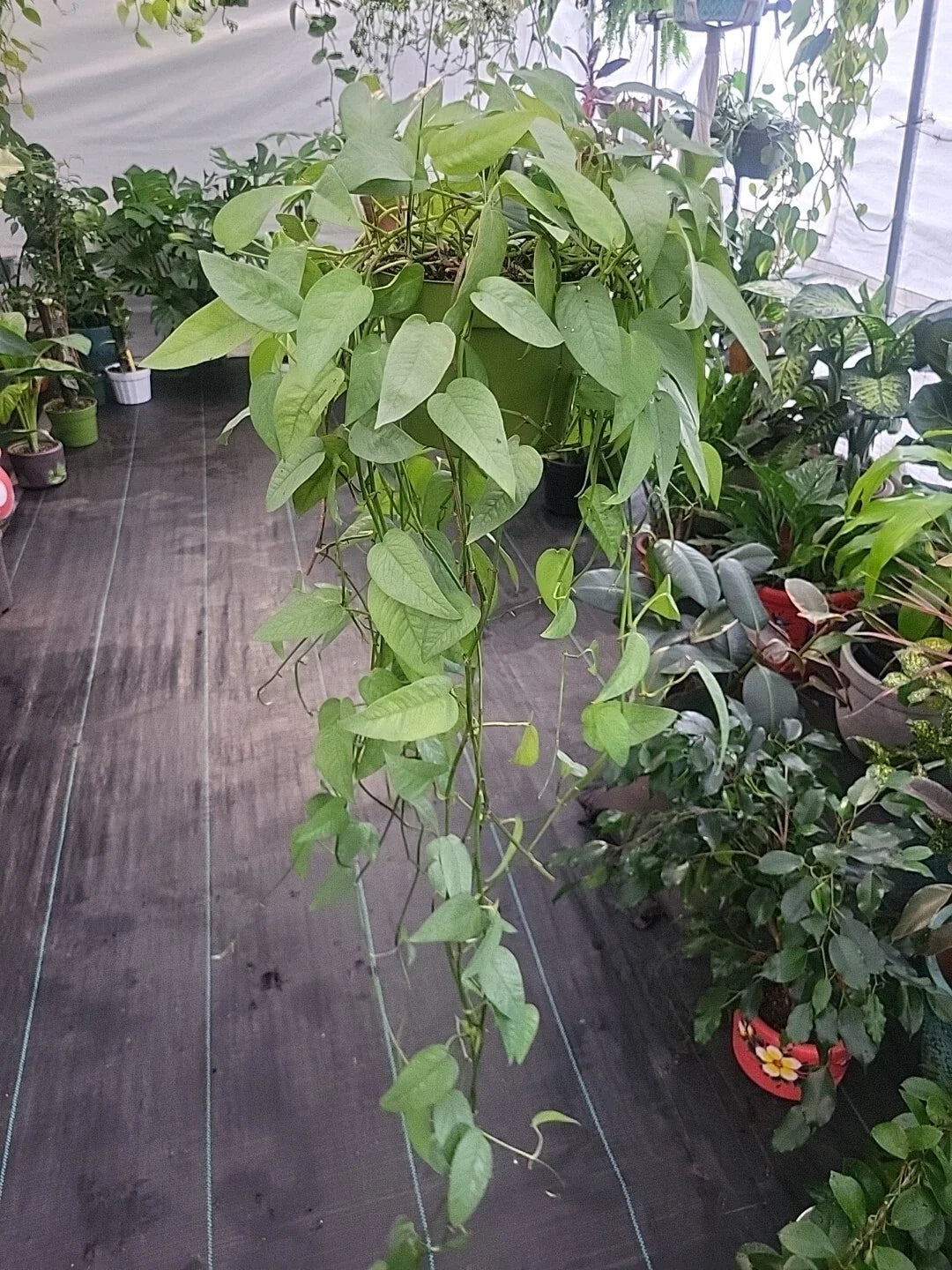 Cebu Blue Pothos Plant - Live Well-Rooted Epipremnum Pinnatum Indoor Houseplant, Trailing or Climbing, Easy Care