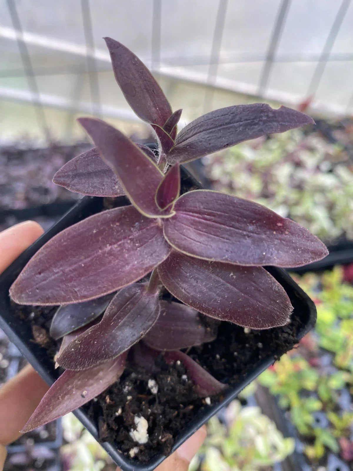 Dark Desire Wandering Dude Plant - Rare Tradescantia in 3” Pot | Indoor Houseplant