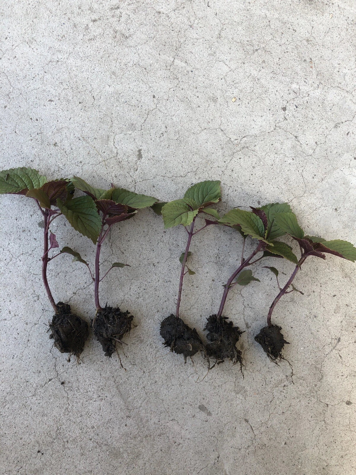 Shiso Perilla Plant Bare Root - Green and Purple Beefsteak Herb - Perilla frutescens for Culinary & Garden Use
