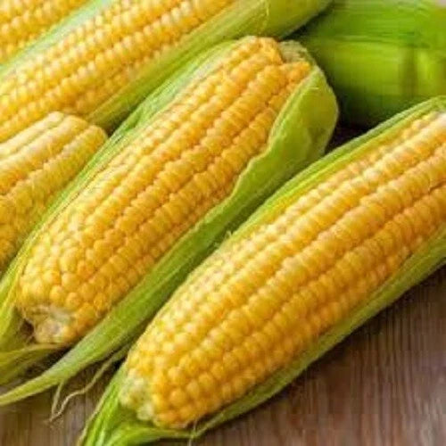 Premium Golden Bantam Heirloom Corn Seeds - Organic Non-GMO Zea mays for Home Garden, Canning, and Fresh Eating