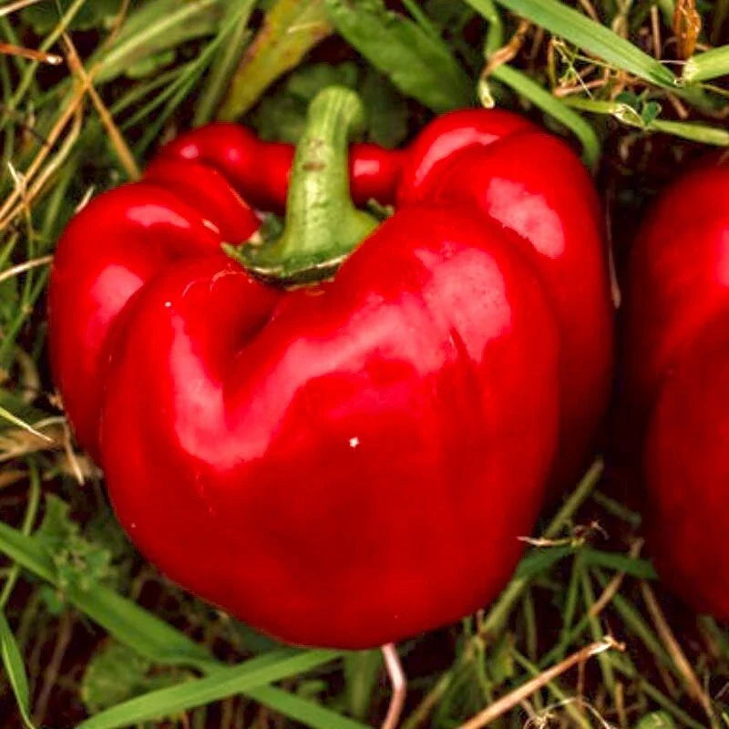 Sweet Big Red Pepper Seeds - Non-GMO Heirloom Bell Pepper Seeds for Gardening - Capsicum annuum