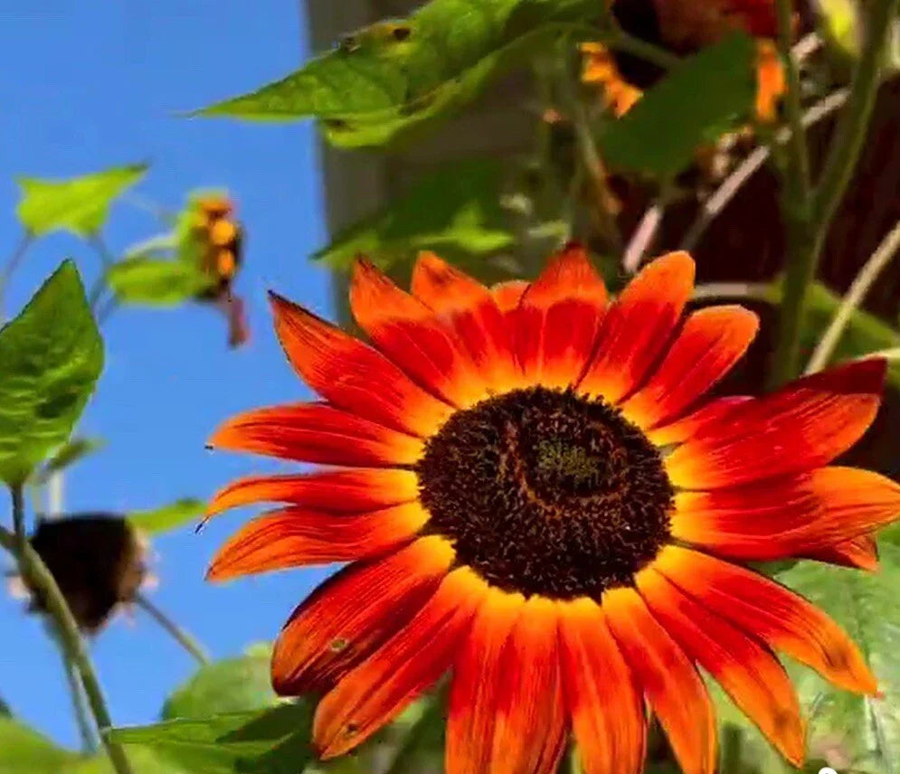 Velvet Queen Sunflower Seeds - 50+ Heirloom Non-GMO Helianthus annuus