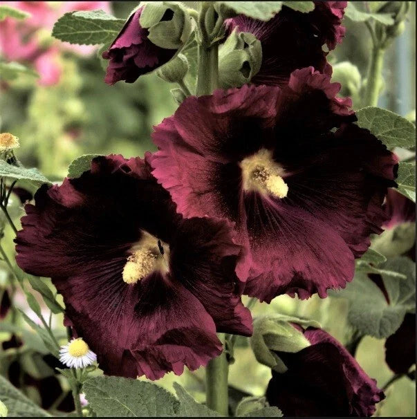 Black Knight Hollyhock Seeds - Perennial Flower Seeds - Alcea rosea 'Black Knight' - Deep Purple Blooms - 25 Pack