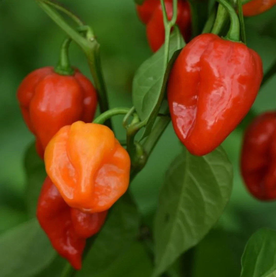 Habanero Hot Pepper Seeds - 100 Non-GMO Heirloom Capsicum chinense for Spicy Culinary Use