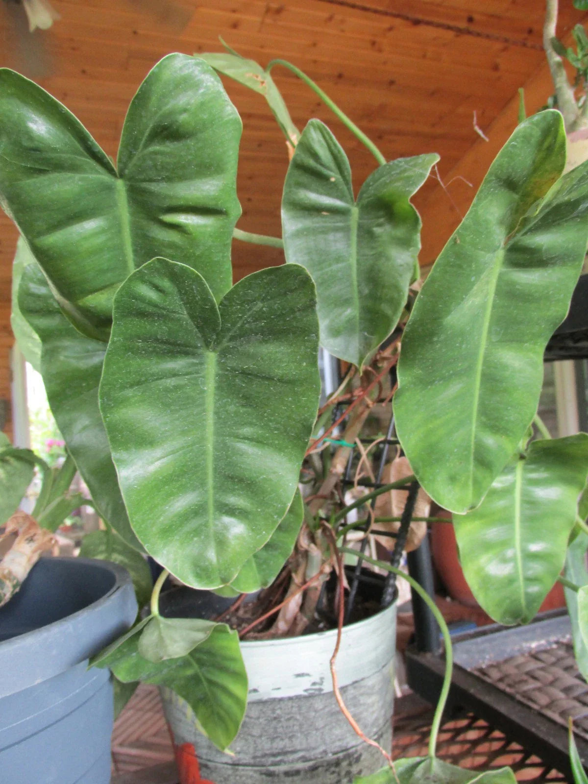 Rooted Cuttings - Large Leaf Arrowhead Philodendron - Philodendron sagittifolium - Indoor Plant, Houseplant, Easy Care
