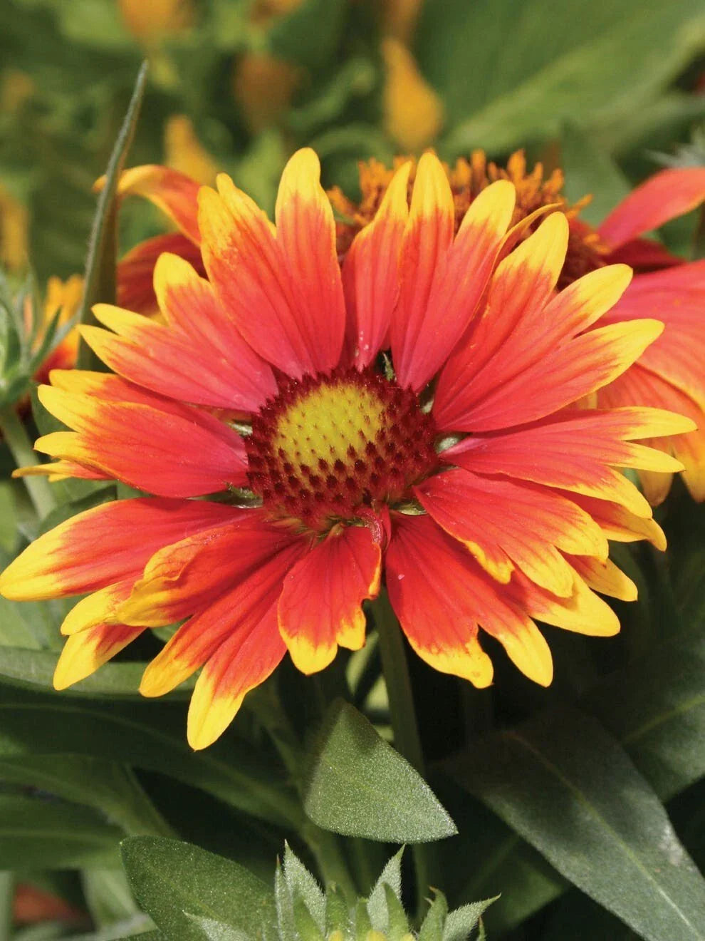 Gaillardia Seeds Arizona Red - ~75 Seeds, Bright Red Blanket Flower for Garden