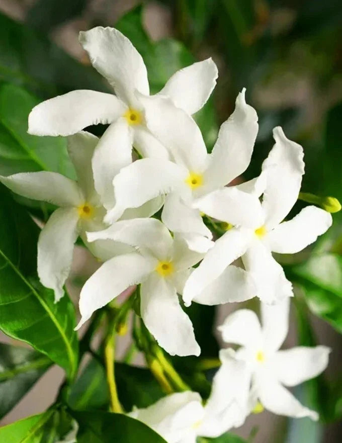 Green Confederate Star Jasmine Plant 6-8" Climber, Trachelospermum jasminoides, Evergreen Fragrant White Flowers