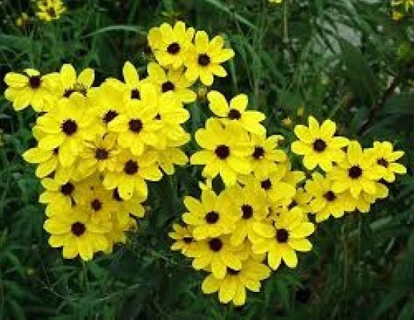 Coreopsis Golden Wave Seeds - Perennial Flower, Bright Yellow Blooms, 100 Fresh Seeds, Asteraceae, Drought-Tolerant, Pollinator-Friendly