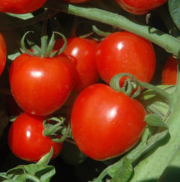 Cherry Tomato Seeds Tomatoberry Variety Indeterminate Heirloom Non-GMO 50 Seeds
