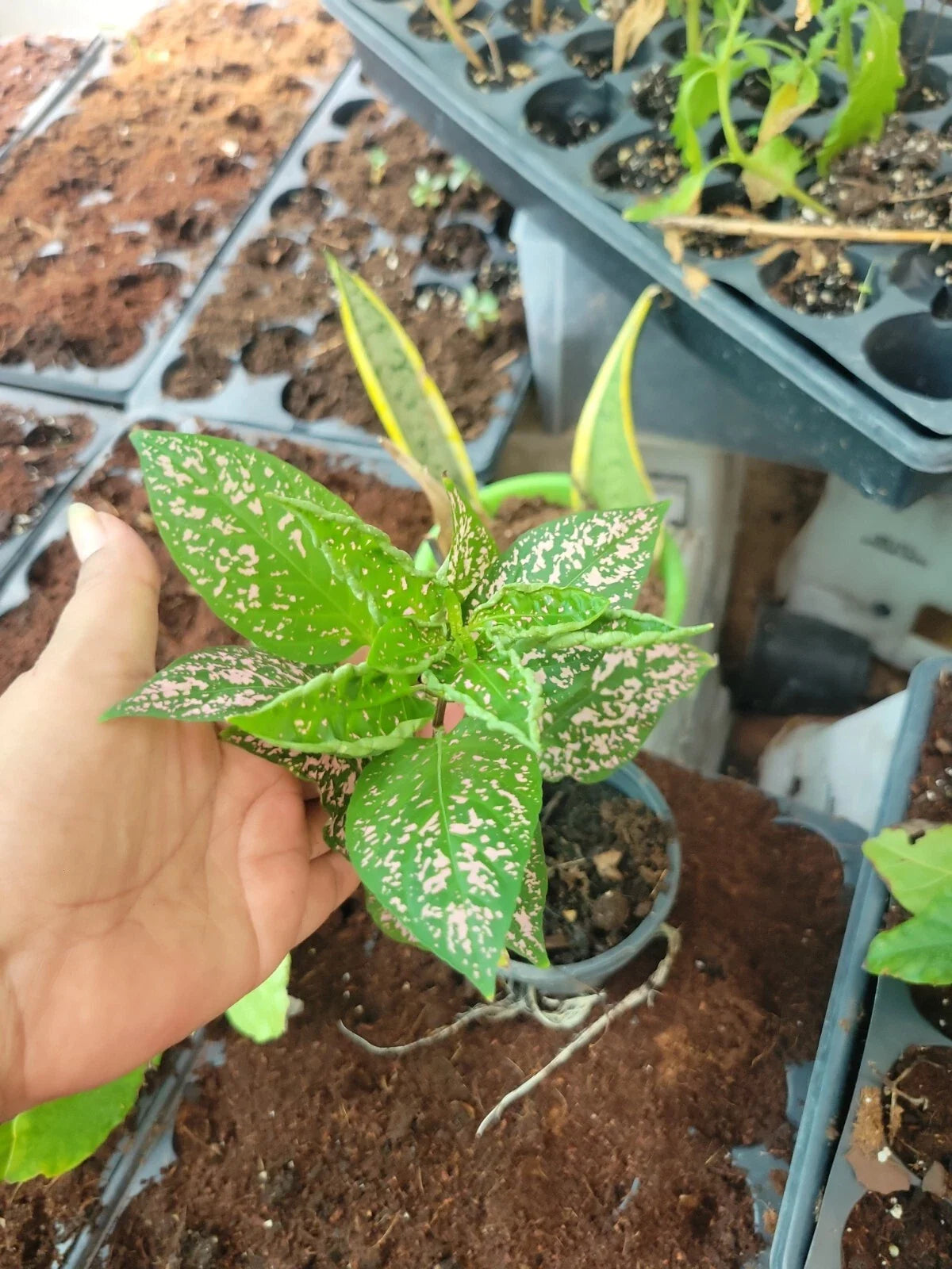 Hypoestes Polka Dot Splash Plant 1 Potted Indoor Foliage with Bright Pink and White Spots, Hypoestes phyllostachya