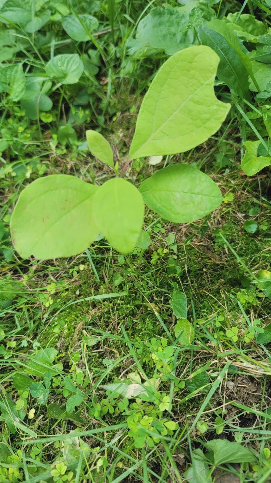Organic Sassafras Tree Bare Root 6 Pack – Deciduous Tree for Landscaping & Habitat – Sassafras albidum