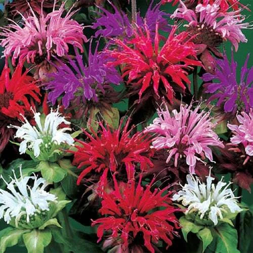 Bee Balm Flower Seeds - 25 Mixed Color Monarda Didyma Seeds for Pollinator Gardens