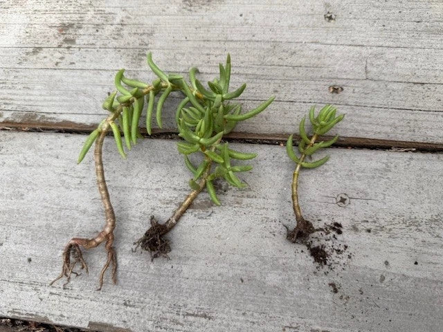 Pine Tree Succulent Cuttings 3-Pack Rooted Cactus Variety for Indoor & Outdoor Plant Lovers