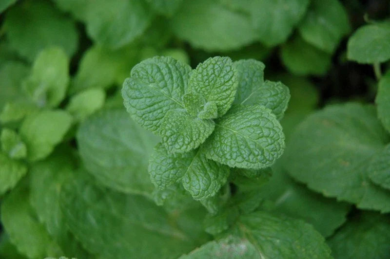 Apple Mint Plant - Organic Wooly Mint Mentha suaveolens, Fresh Dug Herb