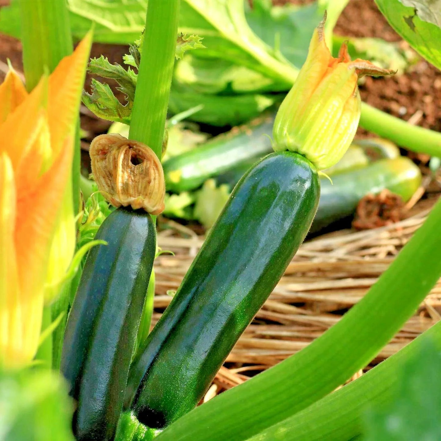 Organic Heirloom Black Beauty Zucchini Seeds – Cucurbita pepo, Summer Squash for Garden & Container, 30+ Seeds
